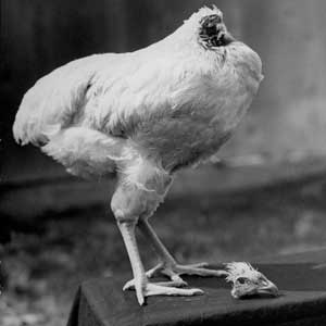 How did the headless chicken live?