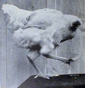 Mike the Headless chicken?