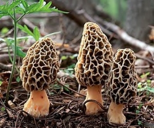 Morel Mushroom Day - Morel Mushrooms?