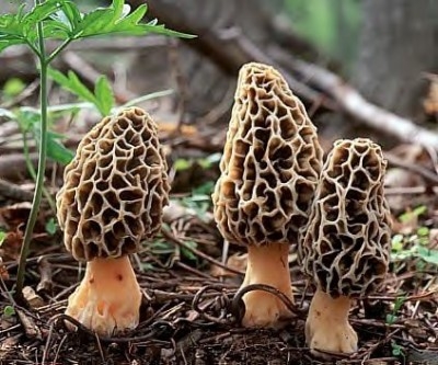 Morel Mushrooms?