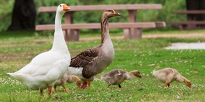 Mother Goose Day - Does anyone know the history of the Mother Goose rhymes?