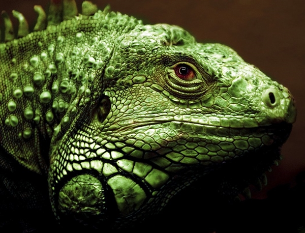 It's National Iguana Awareness Day! « Life in the Lost World