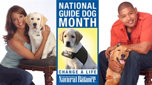 National Guide Dog Month - Labradoodles as guide dogs?