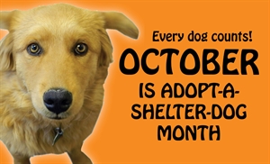 Adopt A Dog Month - Help with adopted dog?