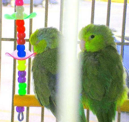 Is it ok to buy a bird from a breeder instead of rescuing one?