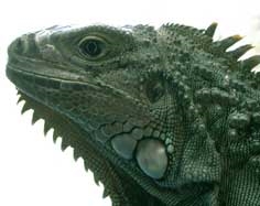 Reptilecare.com - Iguanas