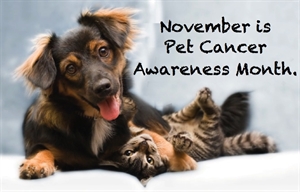 Pet Cancer Awareness Month - Did you know that it is pet cancer awareness month?