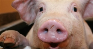 Pig Day - why is the National Pig Day celebrated in New York?