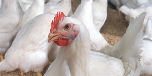 Poultry Day - when the worlds poultry day is celebrated?