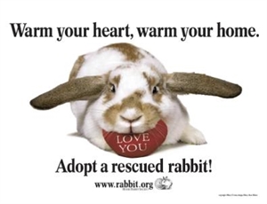 Adopt A Rescued Rabbit Month - Heartland Rabbit Rescue - the