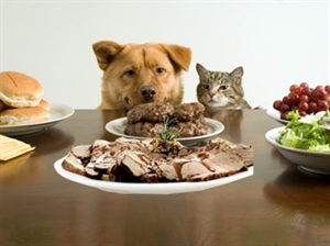 National Go Cook For Your Pets Day - can pet waste cause hemolytic uremic syndrome?