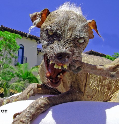 Your Ugliest Dog Breeds?