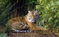 What is Best Time to Visit Jim Corbett National Park?