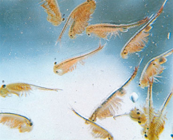Have you made any plans for February 15th, National Sea Monkey Day?