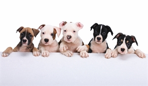 National Puppy Day - How do breeders come up with a price for a puppy?