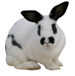 International Rabbit Day - what are some random national days?