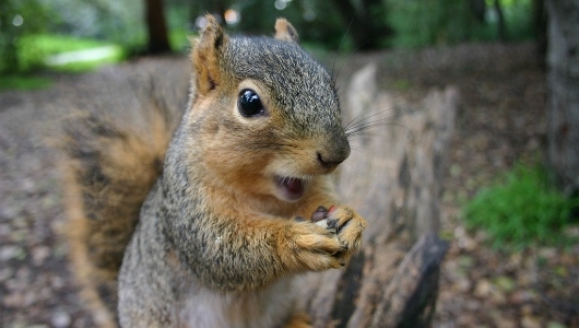 Poll: How many knew it was Squirrel Appreciation Day today?