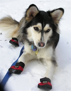 Sled Dog Day - how many times a day should a sled dog be fed?