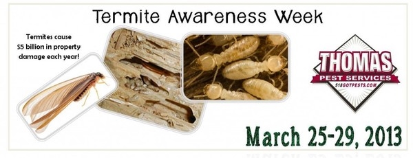Blog - Signs of Termites