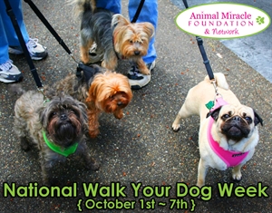 National Walk Your Dog Week - Are you celebrating with your dog National Walk Your Dog Week? Have you take any walks yet?