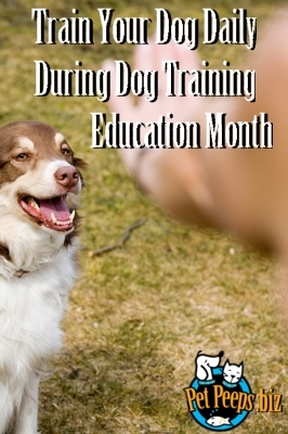 Does PetSmart have a good dog training program?