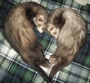 National Ferret Day - Why is my birthday on National Breakup Day?