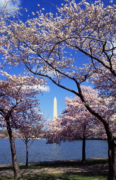 Washington Cherry Blossom Festival 2012?
