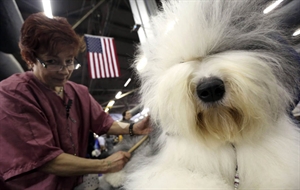 Westminster Dog Show - Is anyone watching the Westminster Kennel Dog Show?