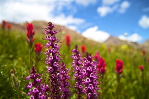 National Wildflower Week - Where can I find a complete list of Wildflowers in Glacier National Park?